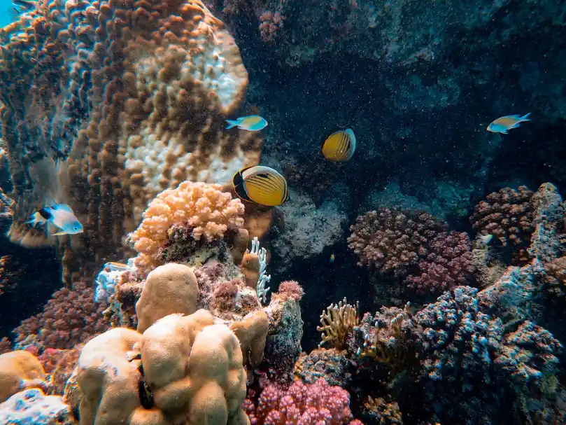 Petition · CORAL REEFS SUFFERING !! NO TO DYNAMITE FISHING